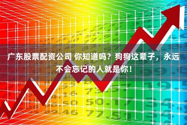 广东股票配资公司 你知道吗？狗狗这辈子，永远不会忘记的人就是你！
